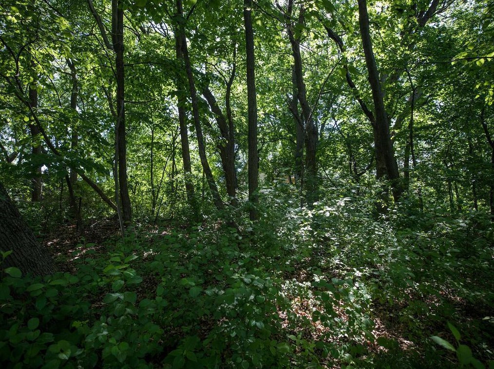 14775 Glendale St, Hopkins MN  55345-6618 exterior