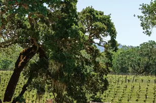 13414 Chalk Hill Rd, Healdsburg, CA 95448 - Photo 98