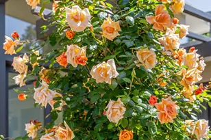 40 Norman Way, Tiburon, CA 94920 - Photo 8