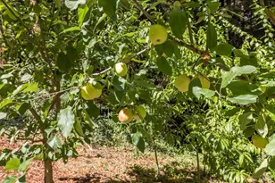 17970 Duncan Rd, Guerneville, CA 95446 - Photo 16