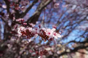 1205 Cornell Ct, Dixon, CA 95620 - Photo 56