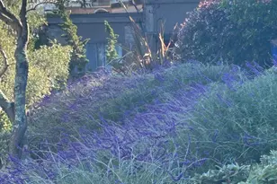 538 Seaver Dr, Mill Valley, CA 94941 - Photo 6