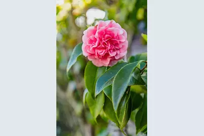 203 Scott Street, Mill Valley, CA 94941 - Photo 34