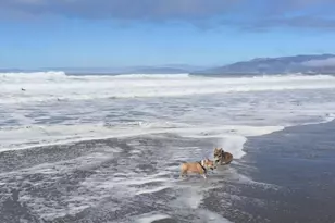 3622 Rivera St, San Francisco, CA 94116 - Photo 38