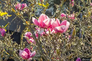 327 Caselli Ave, San Francisco, CA 94114 - Photo 26