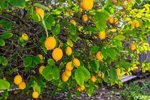 1548 Fieldcrest Dr, Pleasant Hill, CA 94523 - Photo 56