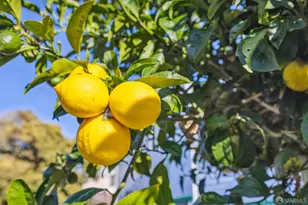 346 Lisbon St, San Francisco, CA 94112 - Photo 32