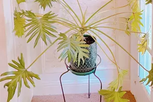 11 Wood St, San Francisco, CA 94118 - Photo 2