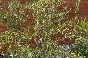 155 Flood Ave, San Francisco, CA 94131 - Photo 36