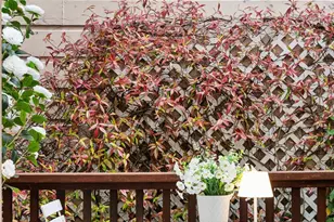 1705 Gough St, San Francisco, CA 94109 - Photo 28