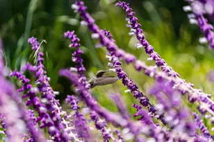 52 Kirkwood Ave, San Francisco, CA 94124 - Photo 24