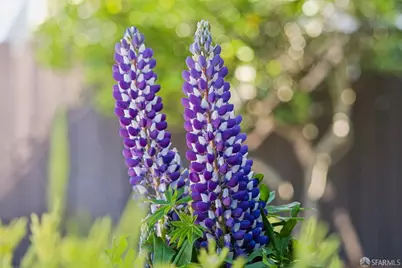 433 Excelsior Avenue, San Francisco, CA 94112 - Photo 54