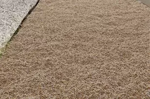 1205 Friends Cv, Round Rock, TX 78681 - Photo 4