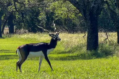 224 Blackbuck Ridge Drive, Lampasas, TX 76550 - Photo 6