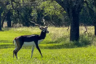 224 Blackbuck Rdg Dr, Lampasas, TX 76550 - Photo 6