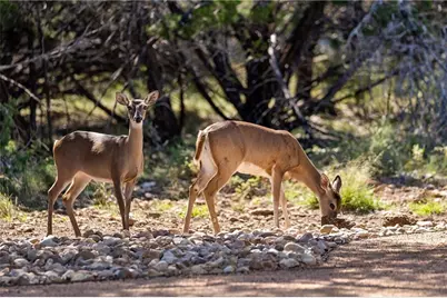 4404 Longfellow Cove, Lago Vista, TX 78645 - Photo 16