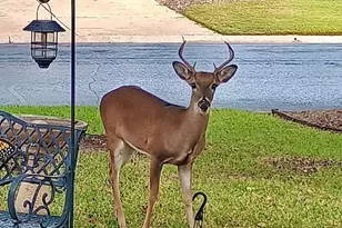 503 Dawson Trail, Georgetown, TX 78633 - Photo 4
