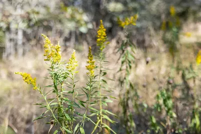 Tbd State Highway 21 E (+/- 69.227 Acres), Midway, TX 75852 - Photo 30
