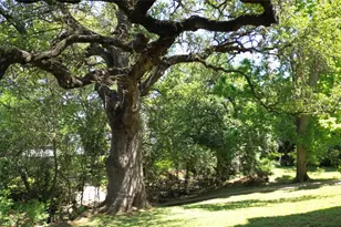 1510 W N Loop Blvd, Austin, TX 78756 - Photo 24