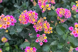 859 Morningwood Dr, San Marcos, TX 78666 - Photo 40