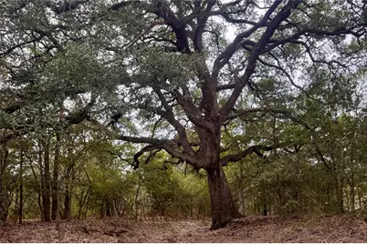 12 Acres Mt Pleasant Road, Cedar Creek, TX 78612 - Photo 2