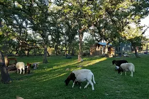 311 Harmon Hills Cove, Dripping Springs, TX 78620 - Photo 40