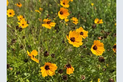 Tbd Homestead Circle, Paige, TX 78659 - Photo 10