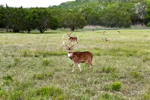 110 Clear Pond Ct, Spring Branch, TX 78070 - Photo 10