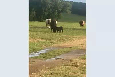 2029 County Road 200, Burnet, TX 78611 - Photo 12