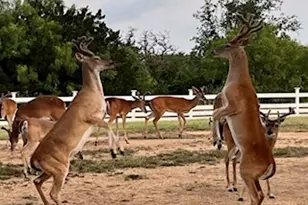 137 Hill Dr Dr, Granite Shoals, TX 78654 - Photo 38