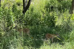 4908 Arrowhead Dr, Lago Vista, TX 78645 - Photo 1