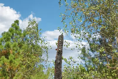 122 Rolling Pines Drive, Smithville, TX 78957 - Photo 28