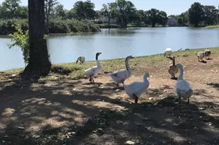 1209 Vance St, Taylor, TX 76574 - Photo 22