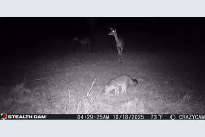 23651 Wolfridge Road, Killeen, TX 76549 - Photo 26