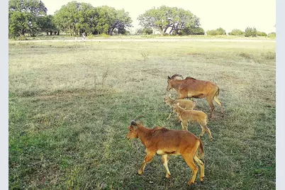 Lot 231 Winecup Drive, Lampasas, TX 76550 - Photo 12