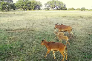 Lot 231 Winecup Dr, Lampasas, TX 76550 - Photo 12