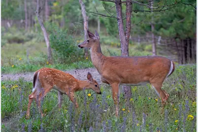 11134 Bonham Ranch Road, Dripping Springs, TX 78620 - Photo 34