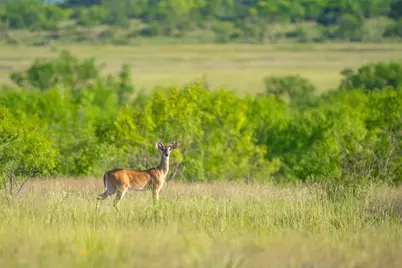 0 County Road 476 Road, Brady, TX 76872 - Photo 34