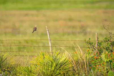 0 County Road 476 Road, Brady, TX 76872 - Photo 24