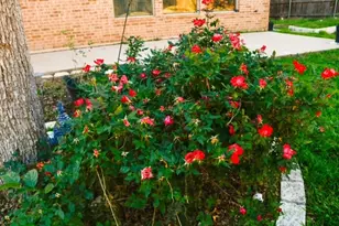 1404 Harvest Bend Ln, Cedar Park, TX 78613 - Photo 38