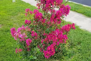 213 Camellia Dr, Hutto, TX 78634 - Photo 2