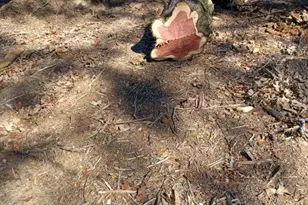 172 Pine Canyon Dr, Smithville, TX 78957 - Photo 10