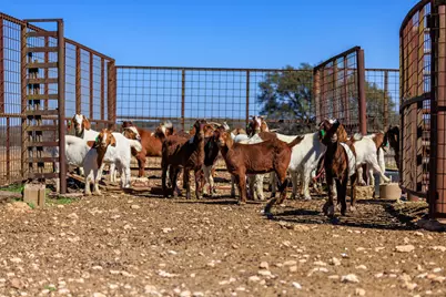 2020 Wendel Road, Harper, TX 78631 - Photo 8