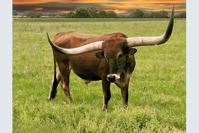 235 Campolina Lane, Driftwood, TX 78619 - Photo 28