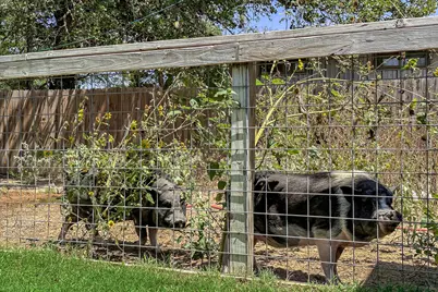 671 Shiloh Road, Bastrop, TX 78602 - Photo 20