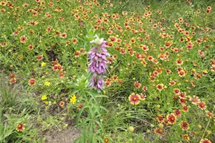 22303 Honeycomb Ln, Leander, TX 78641 - Photo 40