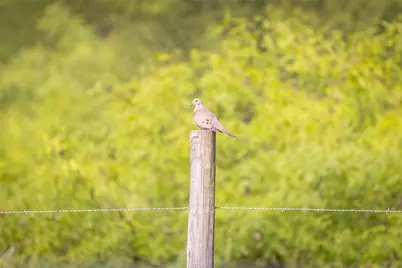 Tbd Highway 77 S, Giddings, TX 78942 - Photo 6
