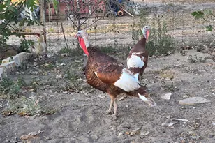 376 Jones Rd, Cedar Creek, TX 78612 - Photo 38