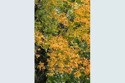 0 Ranch Road 965, Fredericksburg, TX 78624 - Photo 20