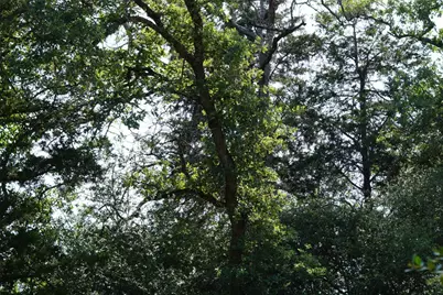 Tbd County Road 322, Rockdale, TX 76567 - Photo 10